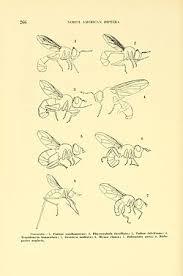 Attēlu rezultāti vaicājumam “Conopidae”