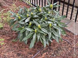 Attēlu rezultāti vaicājumam “Euura acutifoliae”