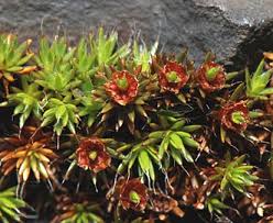 Attēlu rezultāti vaicājumam “Polytrichum piliferum”