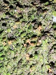 Attēlu rezultāti vaicājumam “Frullania dilatata”