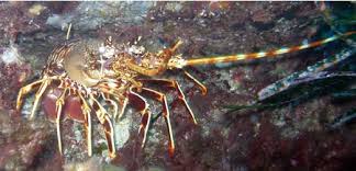 Image result for Palinurus elephas