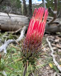 Attēlu rezultāti vaicājumam “Cirsium x rigens”