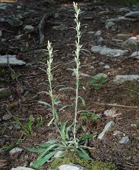 Attēlu rezultāti vaicājumam “Gnaphalium sylvaticum”