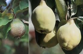 Attēlu rezultāti vaicājumam “Cydonia oblonga fruit”