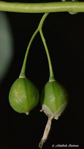 Attēlu rezultāti vaicājumam “Polygonatum multiflorum  fruit”