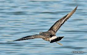 Image result for Limosa haemastica