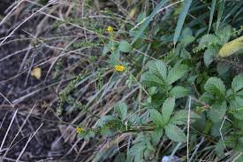 Attēlu rezultāti vaicājumam “Agrimonia pilosa flower”