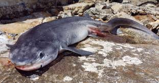 Image result for Notorynchus cepedianus