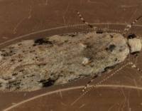 Attēlu rezultāti vaicājumam “Carpatolechia alburnella”