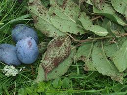 Attēlu rezultāti vaicājumam “Tranzschelia pruni-spinosae”