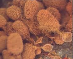 Attēlu rezultāti vaicājumam “Arcyria minuta stalked”