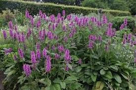 Attēlu rezultāti vaicājumam “Stachys officinalis”