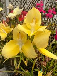 Attēlu rezultāti vaicājumam “Plantago uniflora flower”
