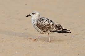 Attēlu rezultāti vaicājumam “Lycogala persicum young”