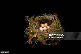 Attēlu rezultāti vaicājumam “Erithacus rubecula eggs”