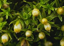 Attēlu rezultāti vaicājumam “Orthotrichum anomalum sporophyte”