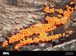 Attēlu rezultāti vaicājumam “Trichia erecta macro”