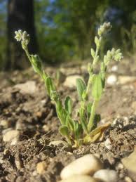 Attēlu rezultāti vaicājumam “Myosotis stricta”