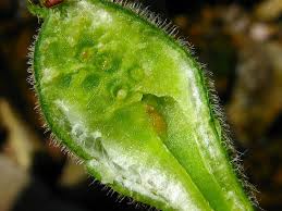 Attēlu rezultāti vaicājumam “Aulacidea hieracii”