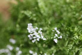 Attēlu rezultāti vaicājumam “Diachea subsessilis”