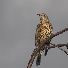 Attēlu rezultāti vaicājumam “Turdus viscivorus juvenile”