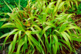 Attēlu rezultāti vaicājumam “Luzula pilosa leaf”