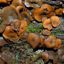 Attēlu rezultāti vaicājumam “Chlorencoelia versiformis”