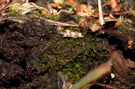 Attēlu rezultāti vaicājumam “Cladopodiella francisci”