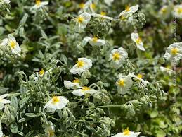 Attēlu rezultāti vaicājumam “Helianthemum x hybridum flower”