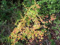 Attēlu rezultāti vaicājumam “Cotoneaster divaricatus”