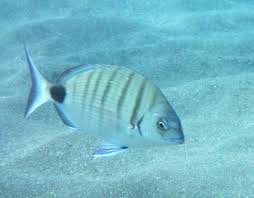 Image result for Diplodus cadenati