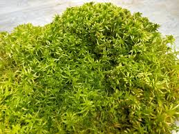 Attēlu rezultāti vaicājumam “Sphagnum”