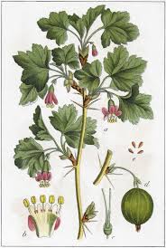 Attēlu rezultāti vaicājumam “Ribes uva-crispa flower”