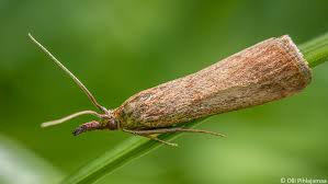 Attēlu rezultāti vaicājumam “Hypochalcia ahenella”