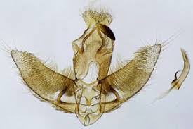 Attēlu rezultāti vaicājumam “Agonopterix alstromeriana”