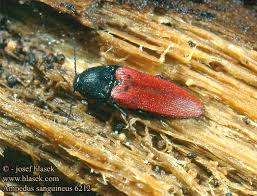 Attēlu rezultāti vaicājumam “Ampedus sanguineus”