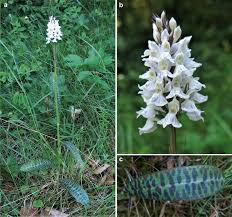 Attēlu rezultāti vaicājumam “Dactylorhiza maculata leaf”