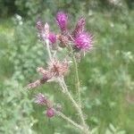 Attēlu rezultāti vaicājumam “Cirsium palustre fruit”