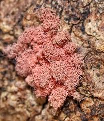 Attēlu rezultāti vaicājumam “Heterotrichia oerstedii (syn. Arcyria oerstedii) young”