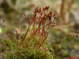 Attēlu rezultāti vaicājumam “Dicranella crispa”