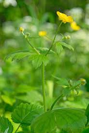 Attēlu rezultāti vaicājumam “Ranunculus lanuginosus”