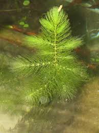 「金魚藻」的圖片搜尋結果