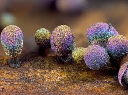 Attēlu rezultāti vaicājumam “Diachea subsessilis young”