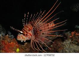 Image result for Pterois radiata