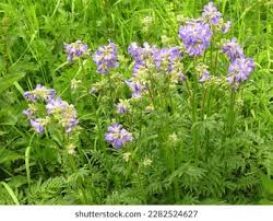 Attēlu rezultāti vaicājumam “Polemonium caeruleum fruit”