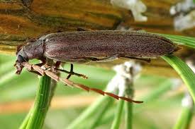 Attēlu rezultāti vaicājumam “Oedemera croceicollis”