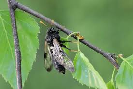 Attēlu rezultāti vaicājumam “Cimbex femoratus”