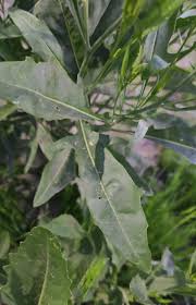 Attēlu rezultāti vaicājumam “Sisymbrium volgense leaf”