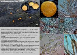 Attēlu rezultāti vaicājumam “Miladina lecithina”