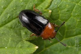 Attēlu rezultāti vaicājumam “Triplax russica”